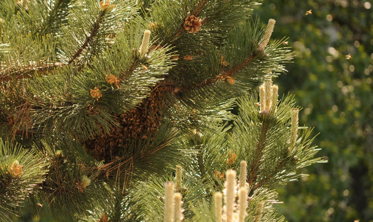 Bienennest