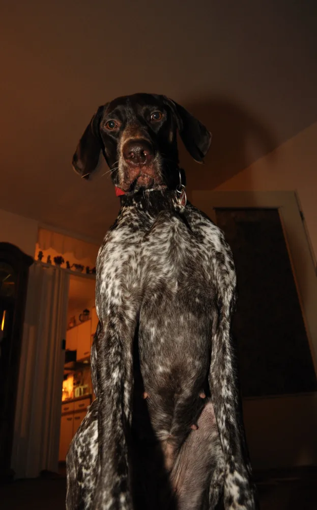 aufpassen_wie_ein_schiehund.jpg