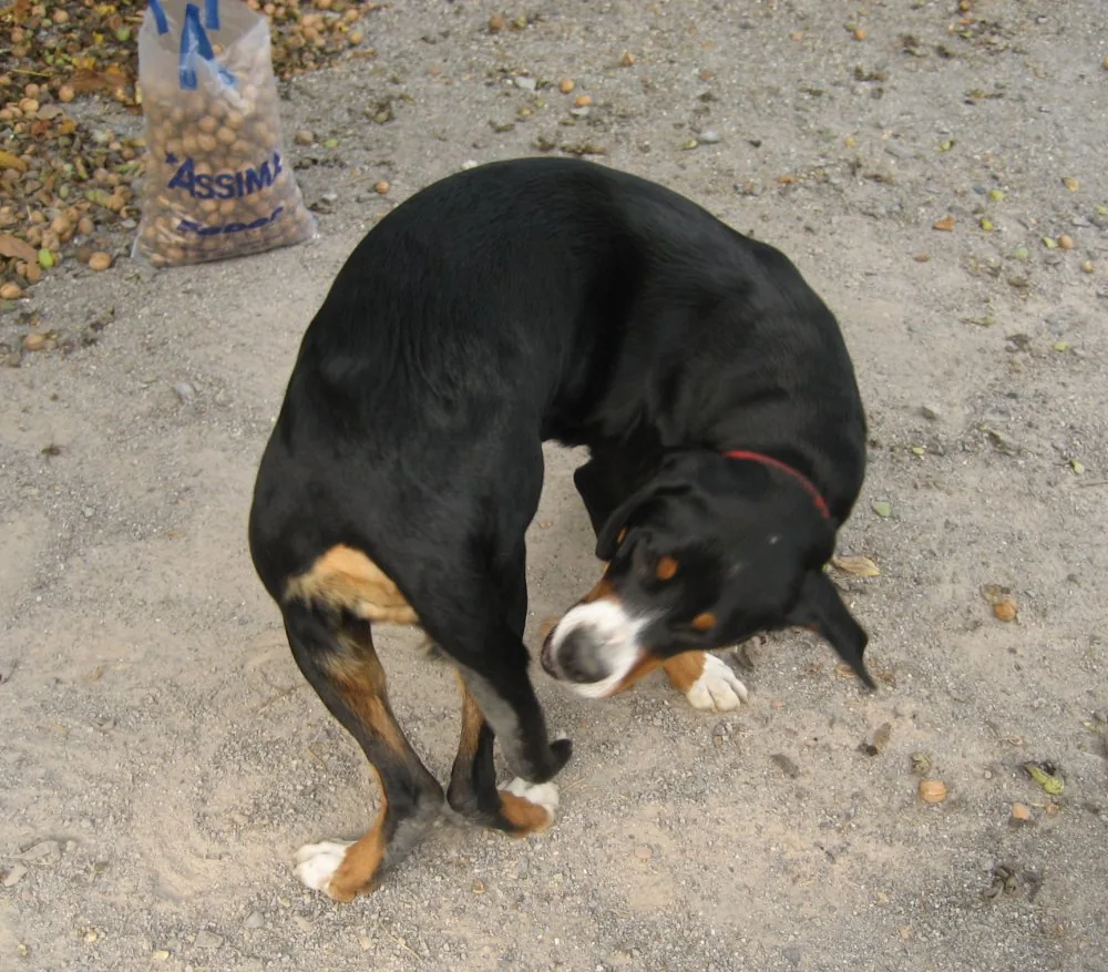 der_hund.jpg