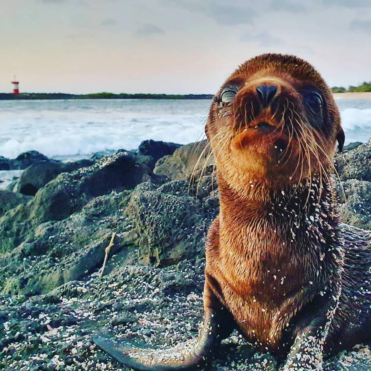 #galapagos #sancristobal