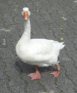 gans.gif