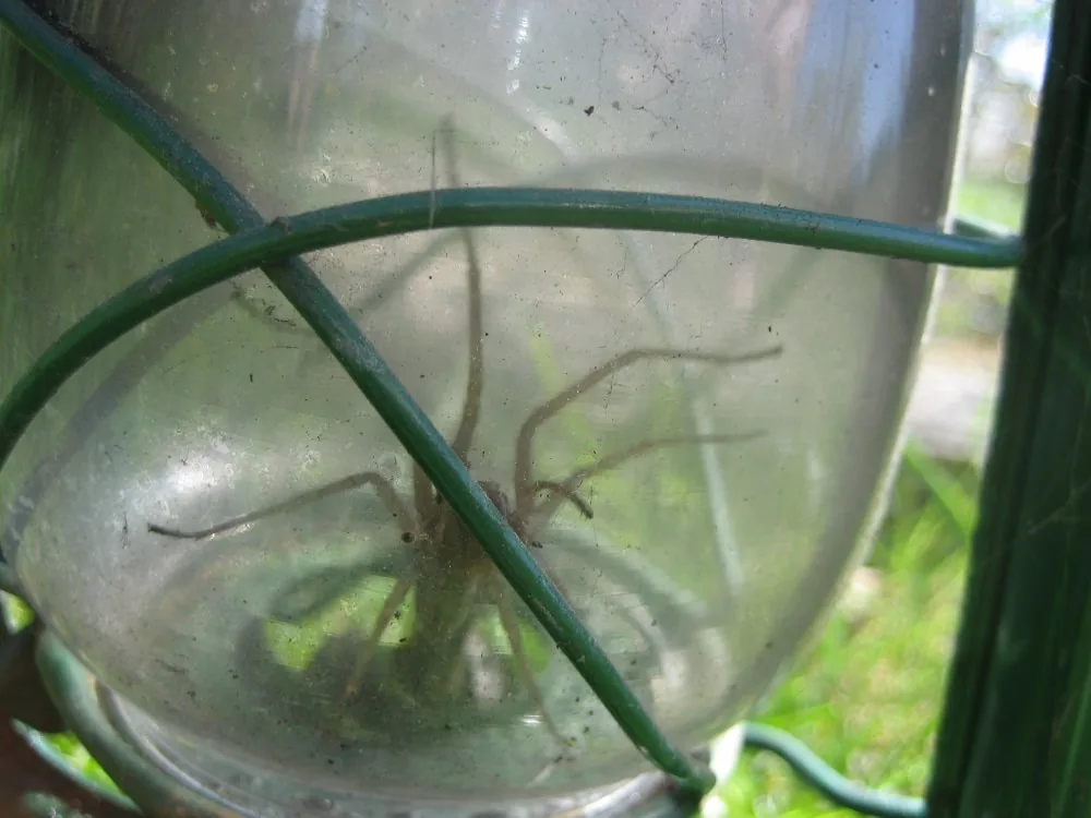 spinne_im_garten.jpg