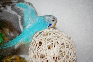 voegel2.gif