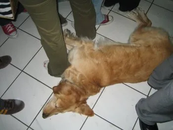 jan_hund.jpg